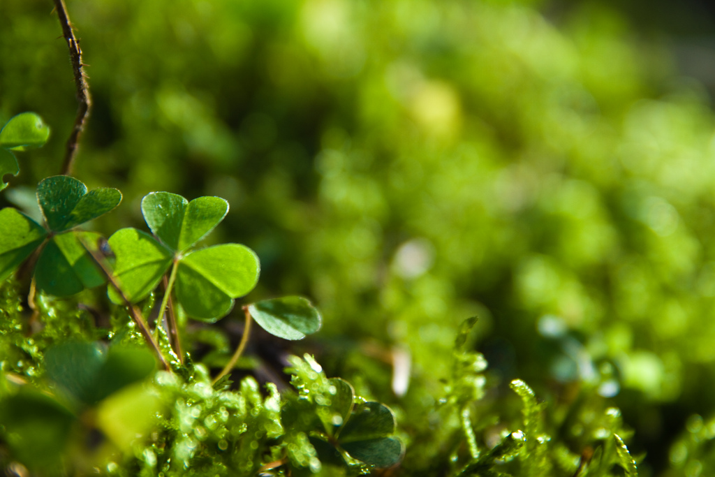5 Healthy Green Ways To Celebrate St. Patrick’s Day