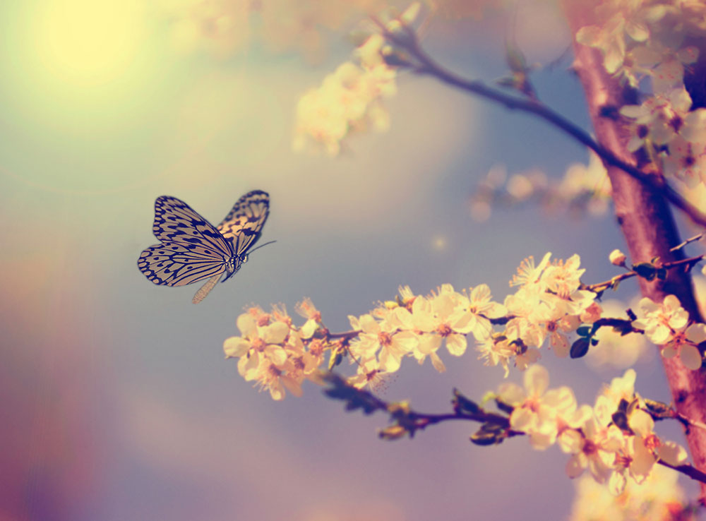 Butterflies as Spirit Guides